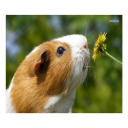 Guinea Pig Communicator Icon