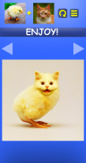 Mix Aminals. Animal morphing screenshot 16