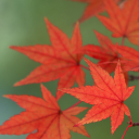 Maple Leaf Live Wallpaper Icon