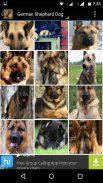 German Shepherd Dog Wallpapers screenshot 4