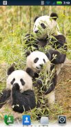 Pandas Adoráveis ​​viver Wallpaper screenshot 7