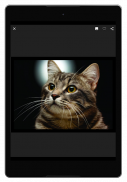 Cat Pix - Cute Cat Pictures, GIFs, and Wallpapers screenshot 2