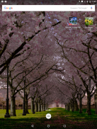 Spring Cherry Blossom Live Wallpaper FREE screenshot 9