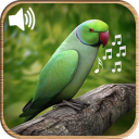 Latest Bird Ringtones 2018