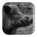 Wild Boar Sounds - Baixar APK para Android | Aptoide