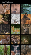 Deer Wallpapers screenshot 0