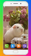 Guinea Pig Wallpaper screenshot 5