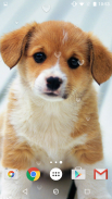 Cute Puppies Live Wallpaper screenshot 3