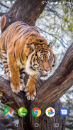 Tiger Wallpapers HD screenshot 2