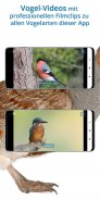 NABU Vogelwelt Vögel Bestimmen screenshot 1