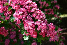 Flores De Mosaico screenshot 1
