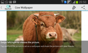 Cow Wallpaper screenshot 10