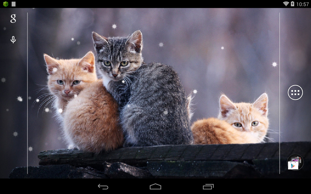 cat wallpaper 4k - Apps on Google Play