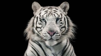 White Tiger Live Wallpaper (Backgrounds) screenshot 1