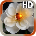 Heart Rose Live HD Icon