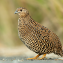 Quail Call Sounds