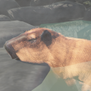 Capybara Zoo Icon