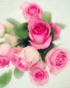 Flowers Images GIF and Roses 4K Wallpapers screenshot 11