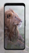 Lion Wallpapers screenshot 3