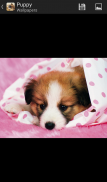 Puppy - HD Wallpapers screenshot 7