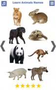 Learn Animals Name Animal Soun screenshot 5