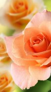 गुलाब के फूल वॉलपेपर - सुंदर चित्र screenshot 1