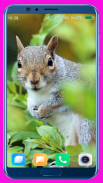 Squirrel HD Wallpaper screenshot 9