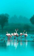 Flamingo Wallpapers HD screenshot 1