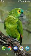 Parrot Wallpaper Hd screenshot 2