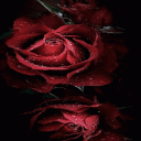 Magical Roses Live Wallpaper