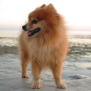 Pomeranian Wallpapers