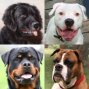 Dogs Quiz - Guess Popular Dog Breeds in the Pics