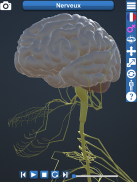Anatomy 3D screenshot 4
