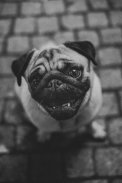 Pug Wallpaper: backgrounds hd screenshot 8