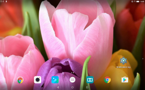 Tulips Live Wallpaper screenshot 3