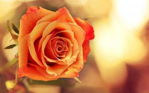 Flowers and Roses Live Wallpaper Gif App screenshot 14