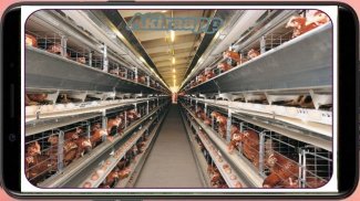 cultivation of laying hens screenshot 7