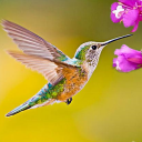 The Hummingbird