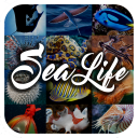 Sea Animal Encyclopedia