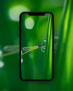 Green Wallpapers HD screenshot 1