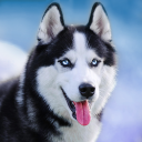 Falando Husky - Baixar APK para Android | Aptoide