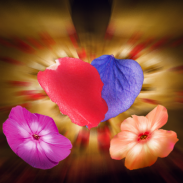 Falling Petals 3D Wallpaper screenshot 6