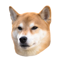 Shiba Swipe - Unlimited Shiba Inu Pictures Icon