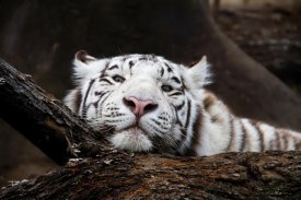 White Tiger Live Wallpaper (Backgrounds) screenshot 7