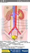 Human Anatomy: Body Parts Guide screenshot 6