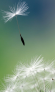 Animated Dandelion screenshot 2