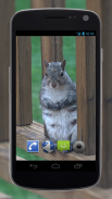 4K Park Squirrel Video Live Wallpaper screenshot 2