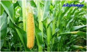 Sweet Corn Cultivation screenshot 1