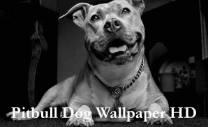 Pitbull Dog Wallpaper HD screenshot 0