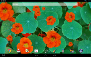 Flower Nasturtium LWP screenshot 2